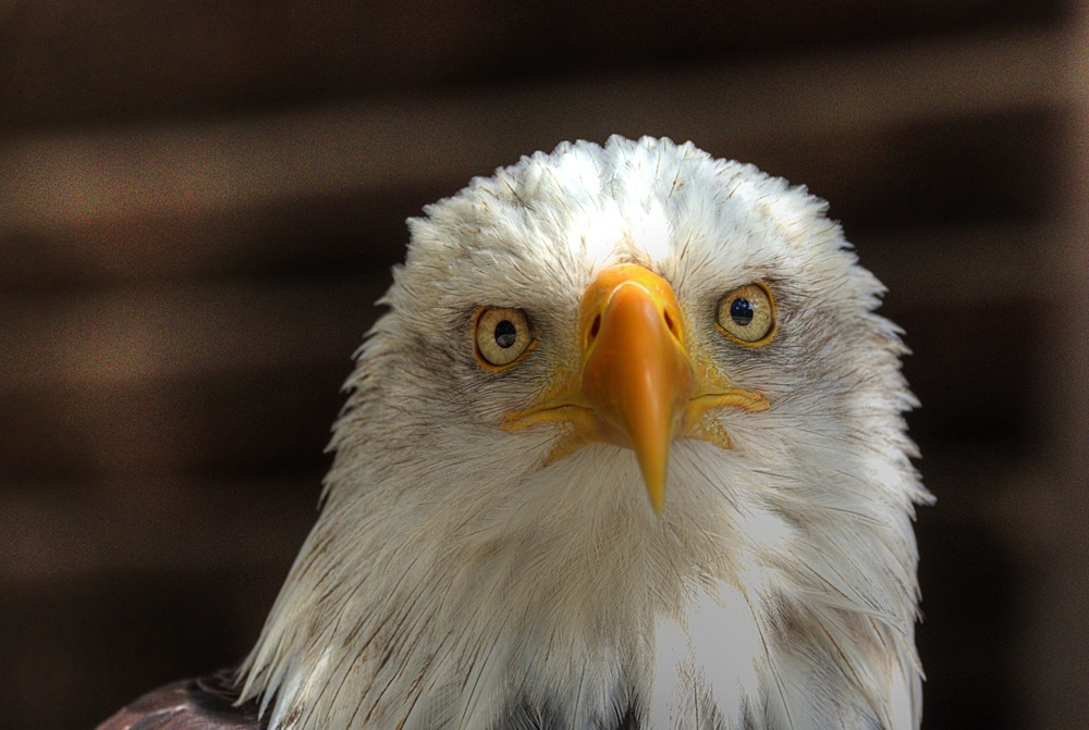 Weisskopfseeadler (2)