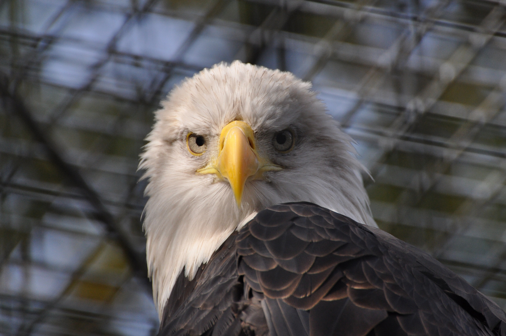 Weisskopfseeadler 2