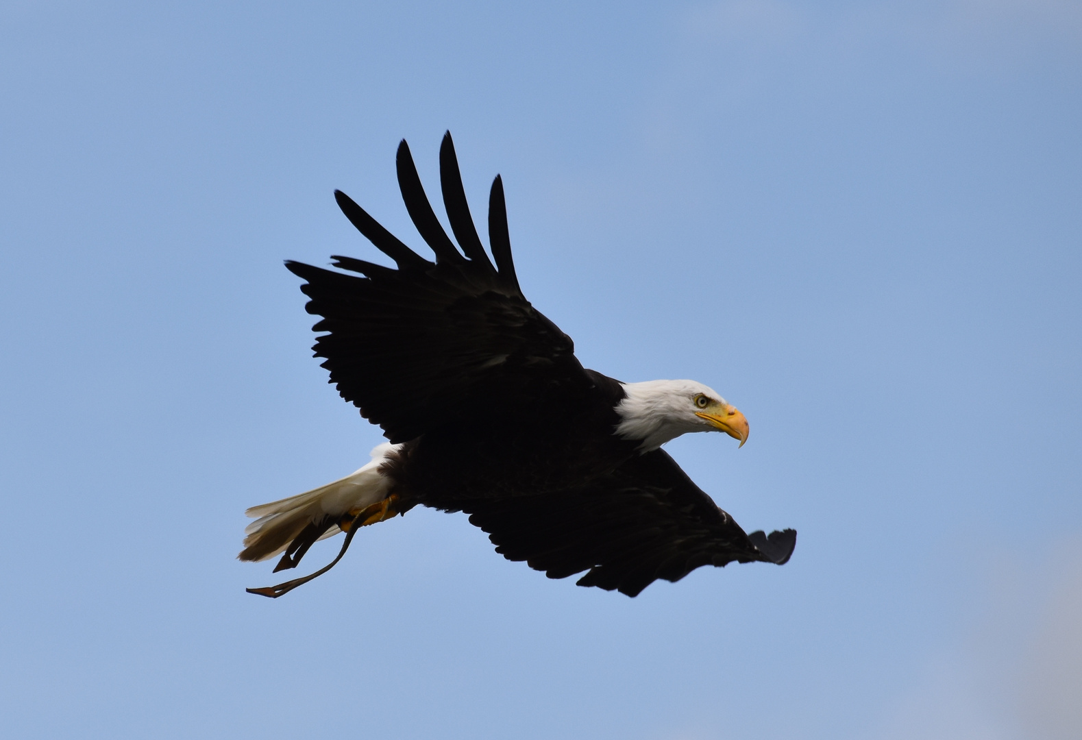 Weißkopfseeadler 2 im Flug über der Falknerei Landskron in Kärnten