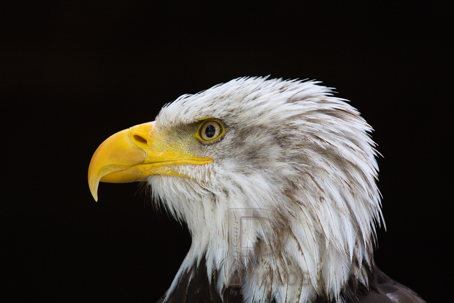 Weißkopfseeadler