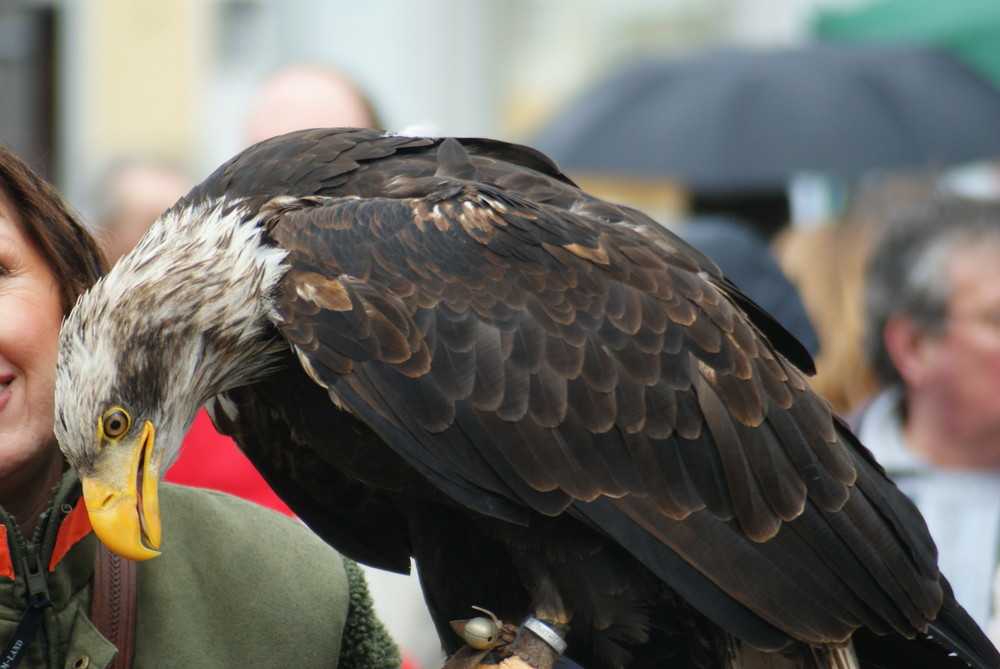 Weißkopfseeadler