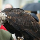 Weißkopfseeadler