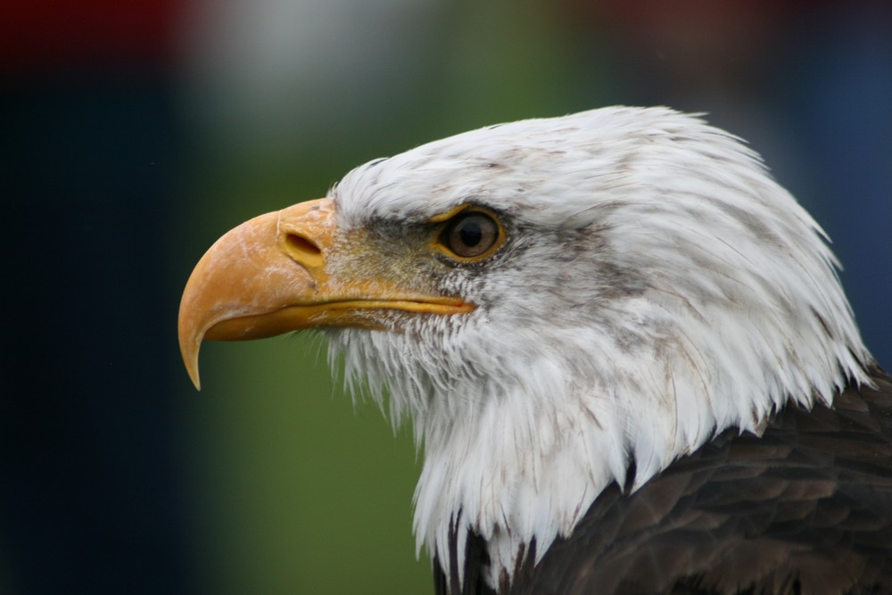 Weisskopfseeadler