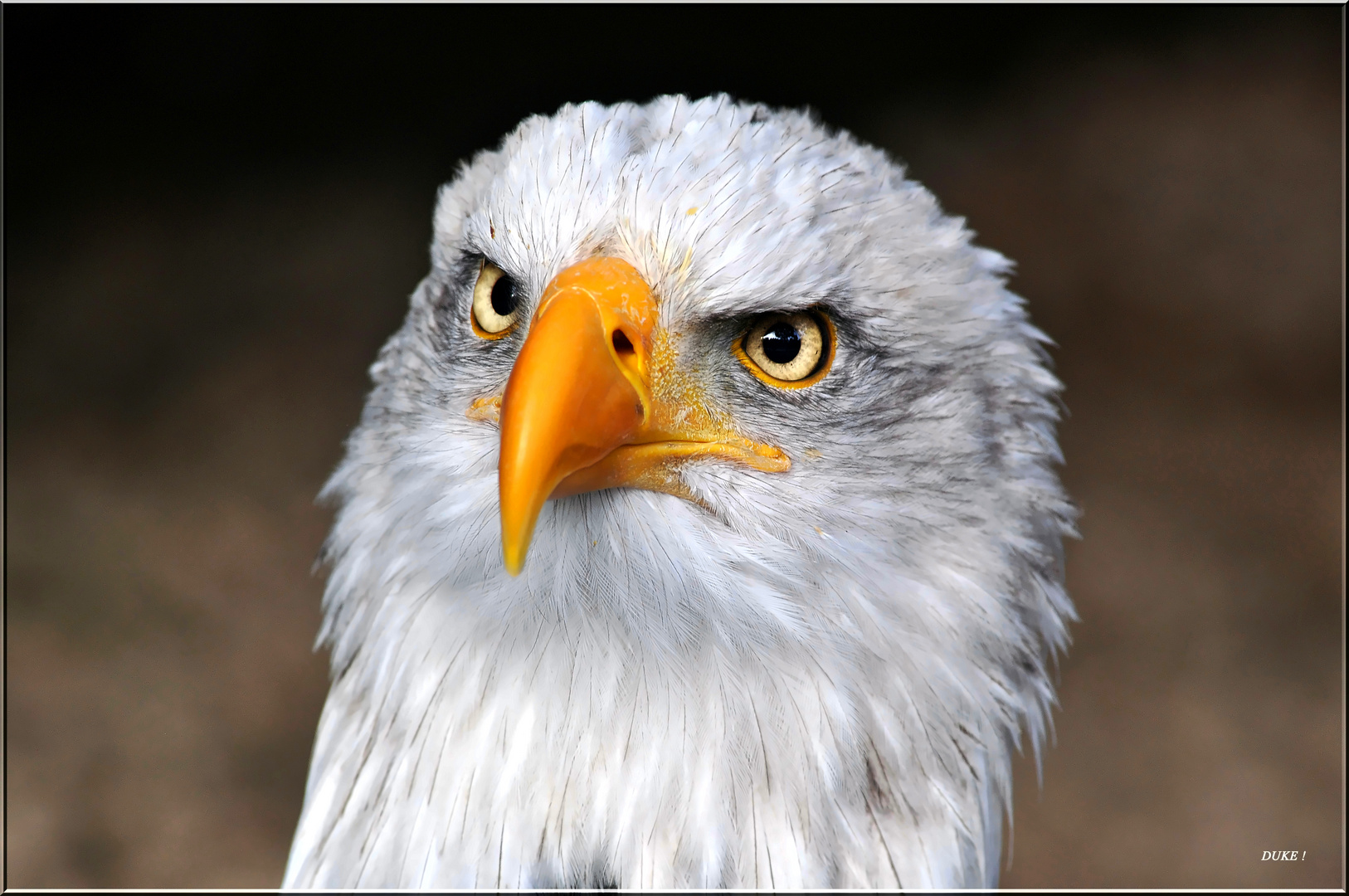 Weisskopfseeadler .