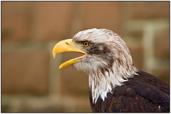 Weißkopfseeadler