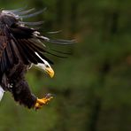 Weißkopfseeadler