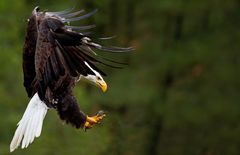 Weißkopfseeadler