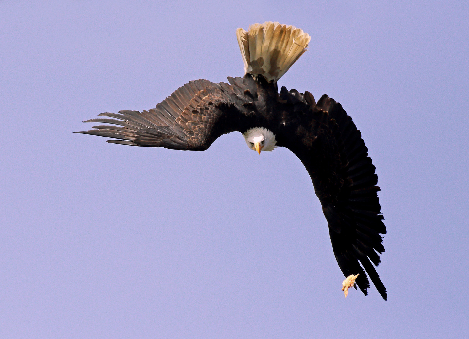 Weißkopfseeadler