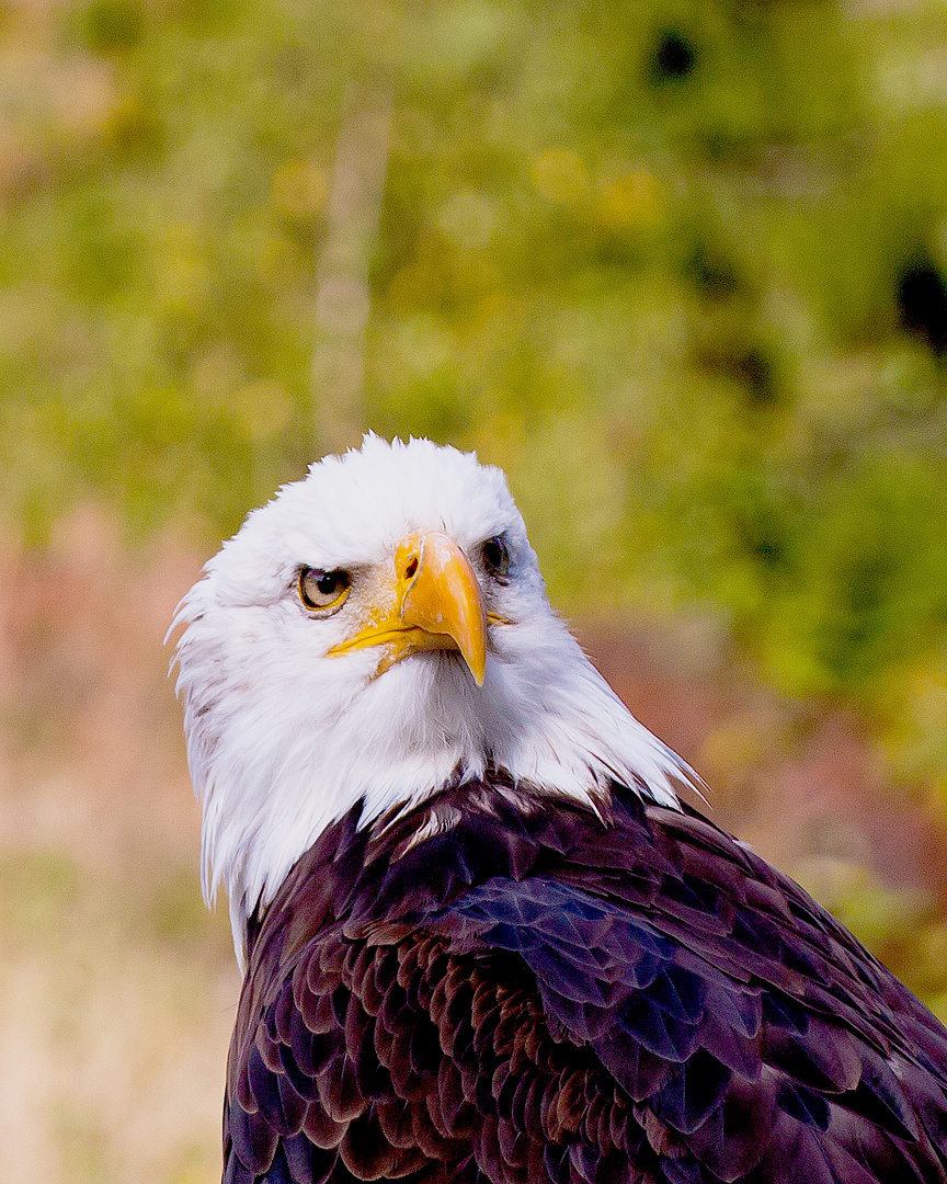 Weißkopfseeadler