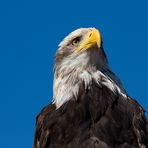 Weißkopfseeadler