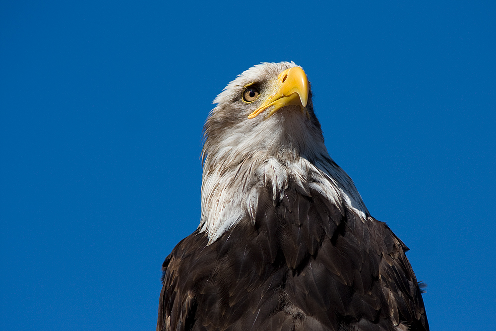 Weißkopfseeadler