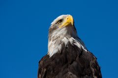 Weißkopfseeadler