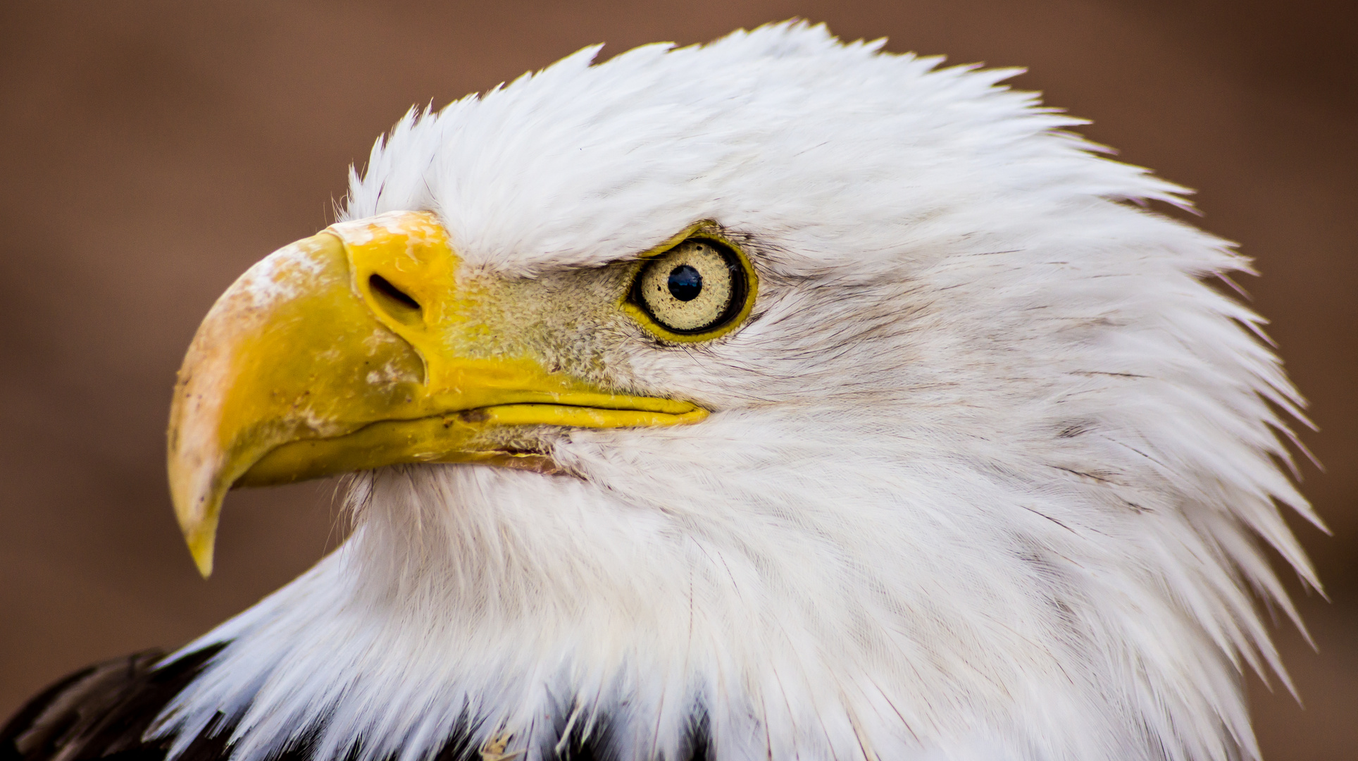 Weißkopfseeadler