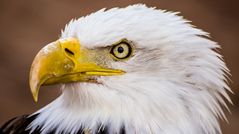 Weißkopfseeadler