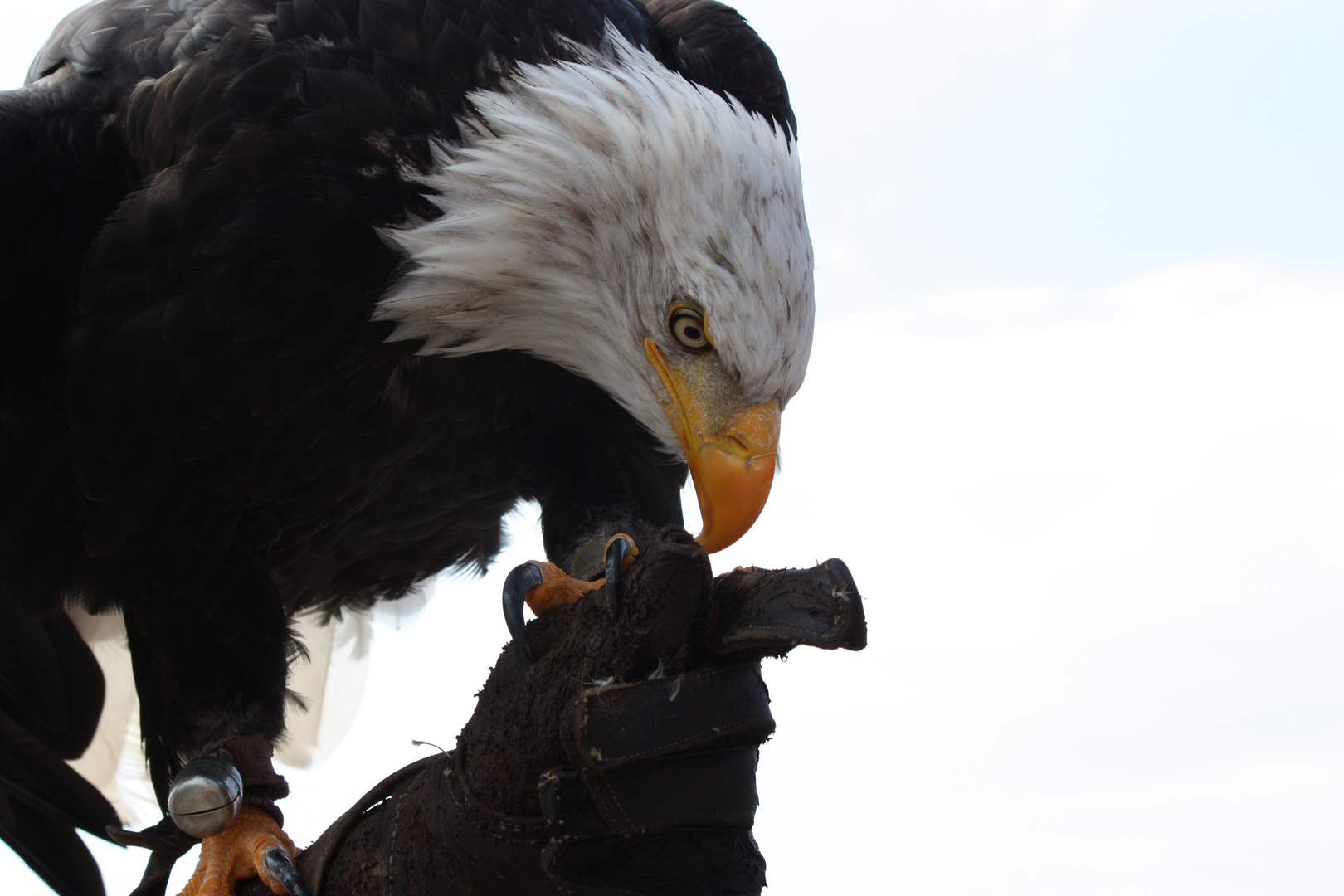 Weisskopfseeadler