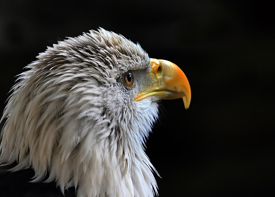 Weisskopfseeadler