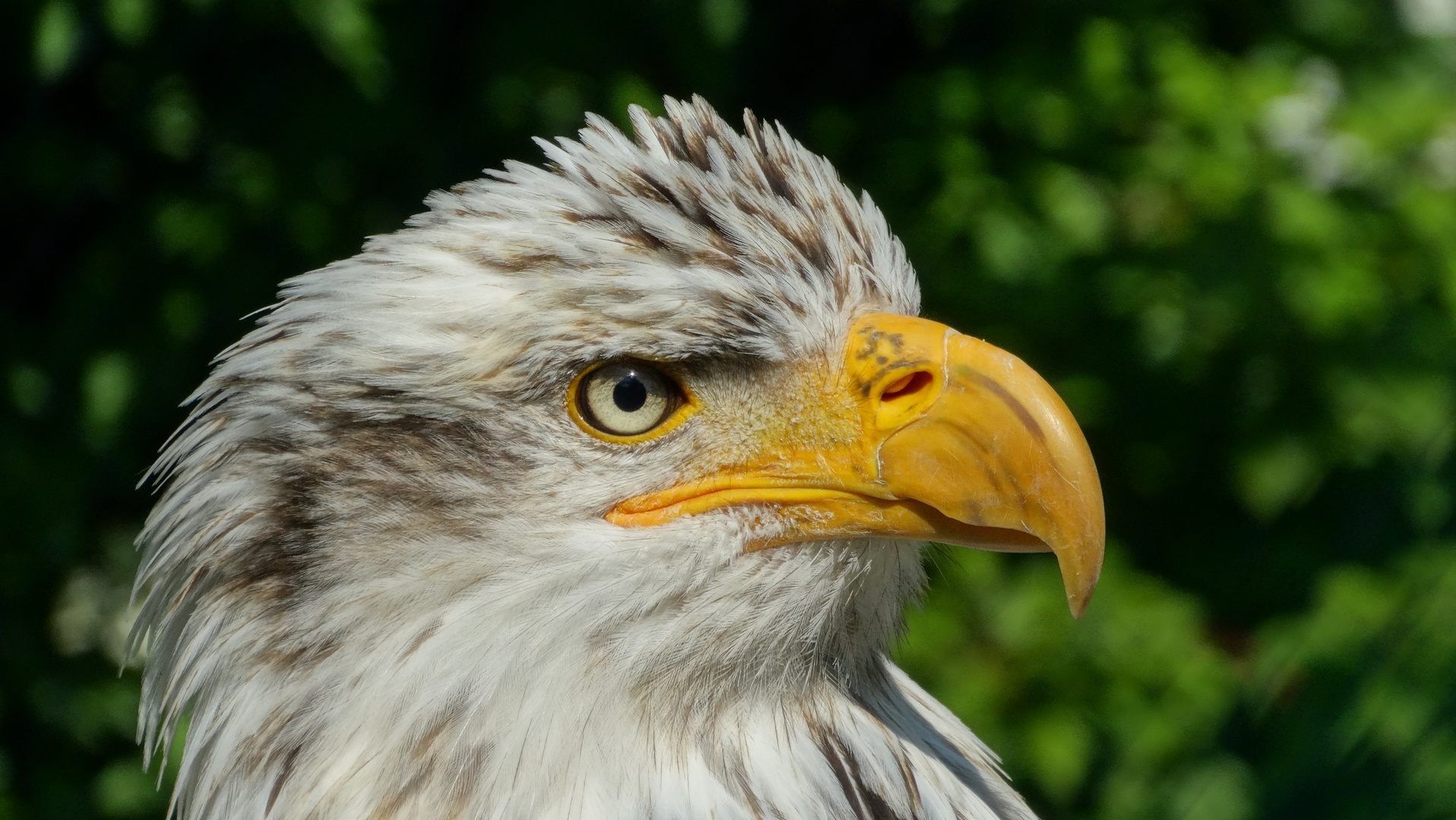 Weißkopfseeadler