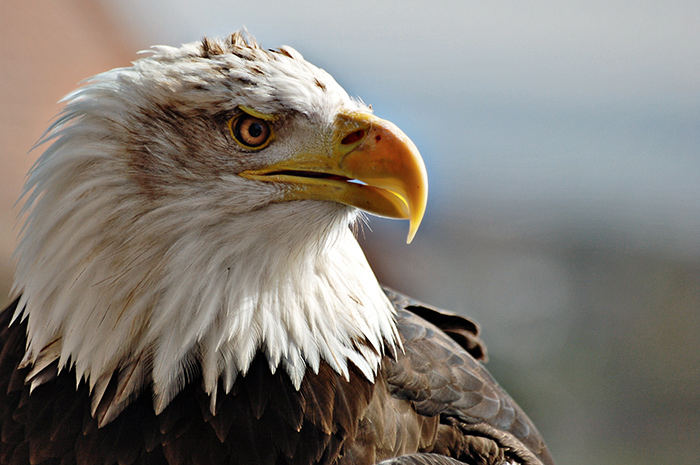 Weißkopfseeadler