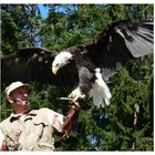 weisskopfseeadler