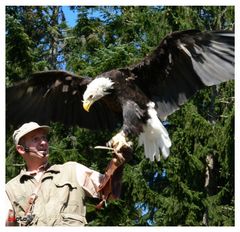 weisskopfseeadler