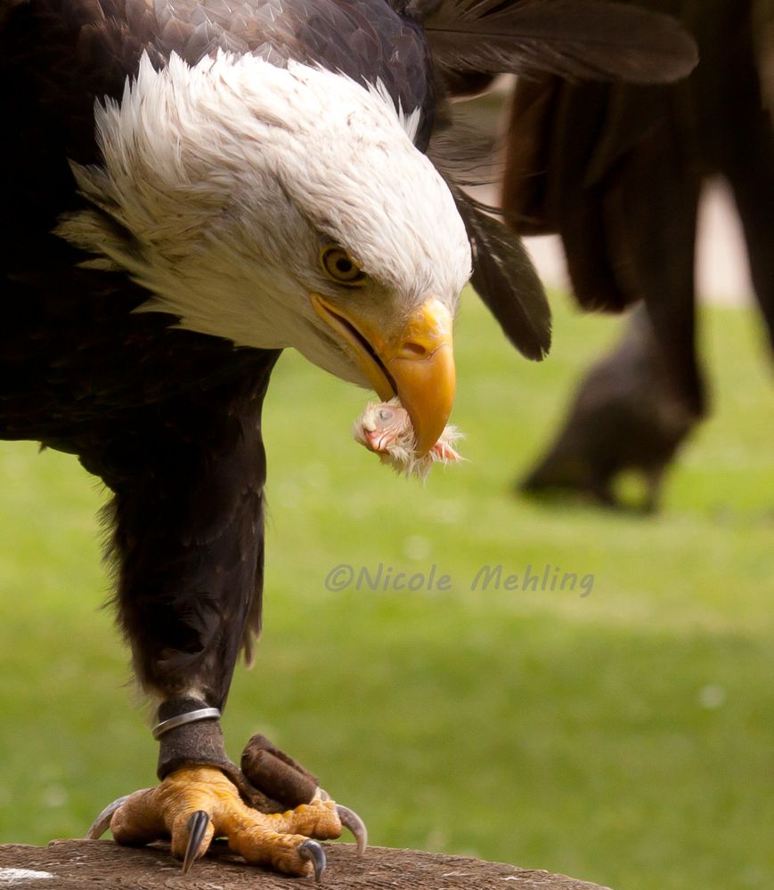 Weißkopfseeadler