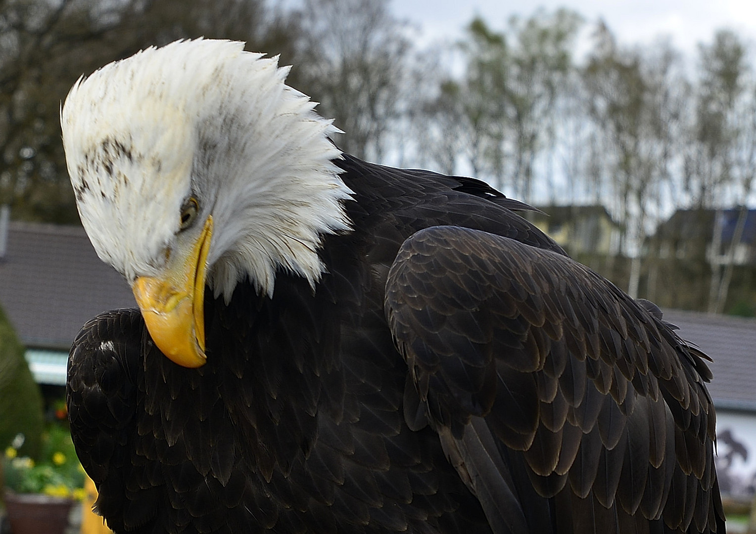 Weisskopfseeadler