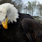 Weisskopfseeadler