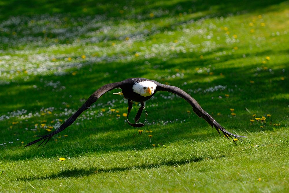 "Weißkopfseeadler"