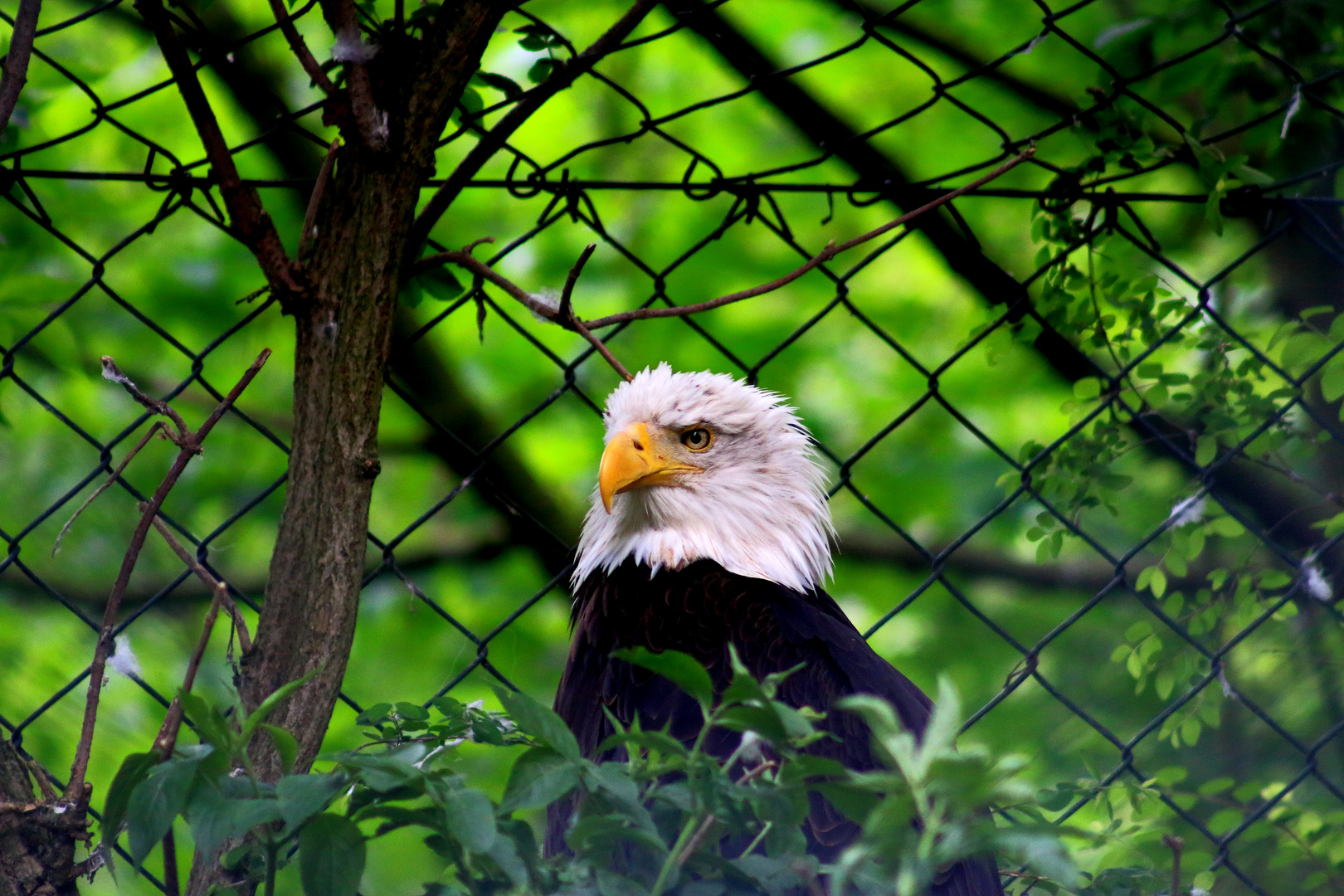 Weißkopfseeadler