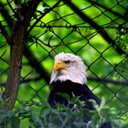 Weißkopfseeadler