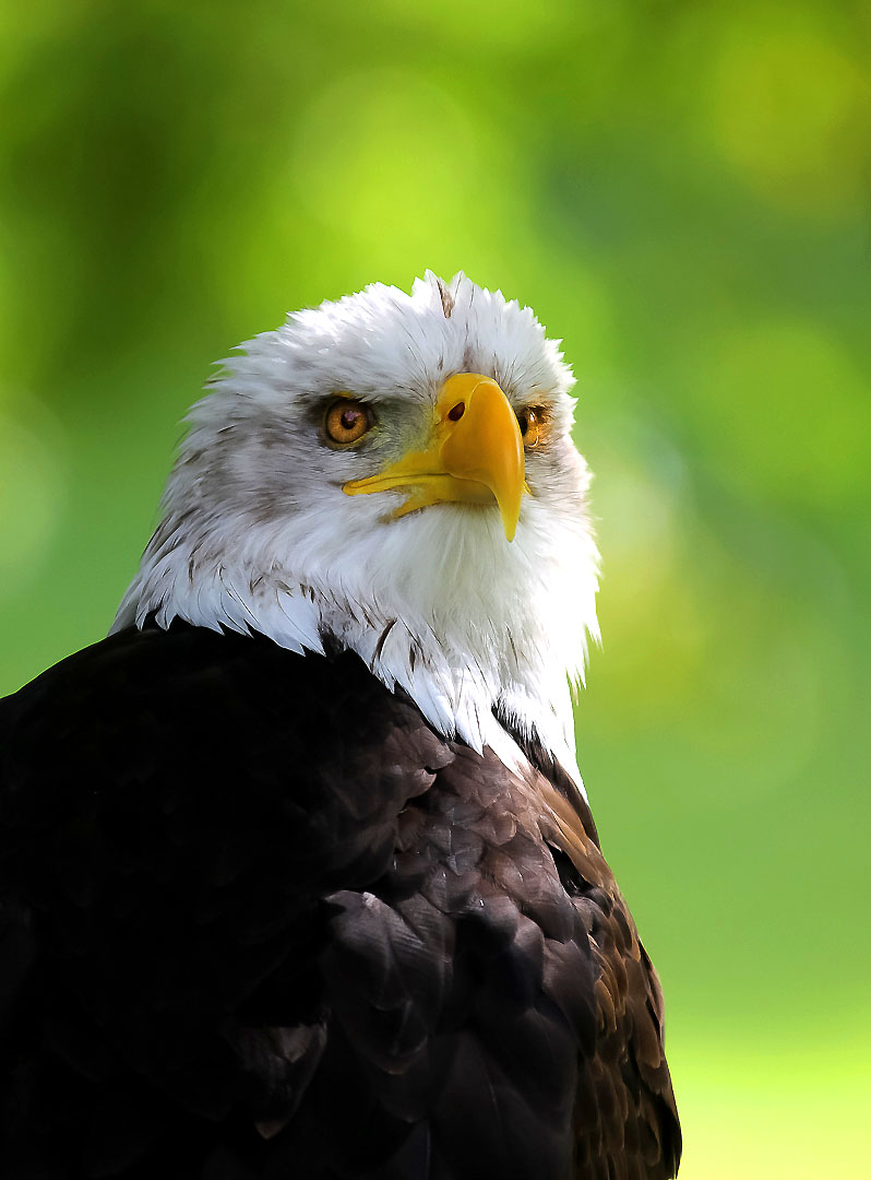 Weißkopfseeadler