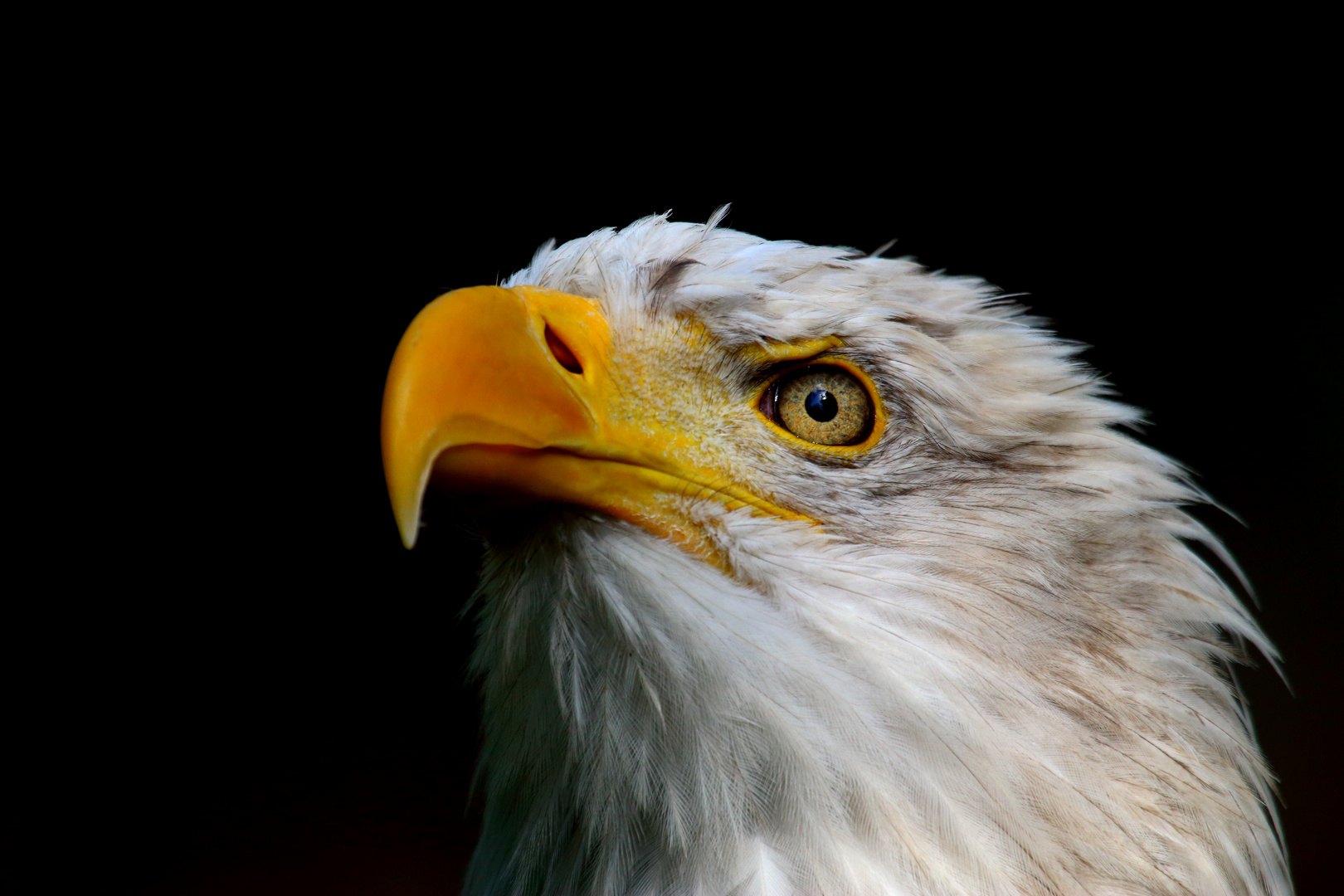 Weißkopfseeadler