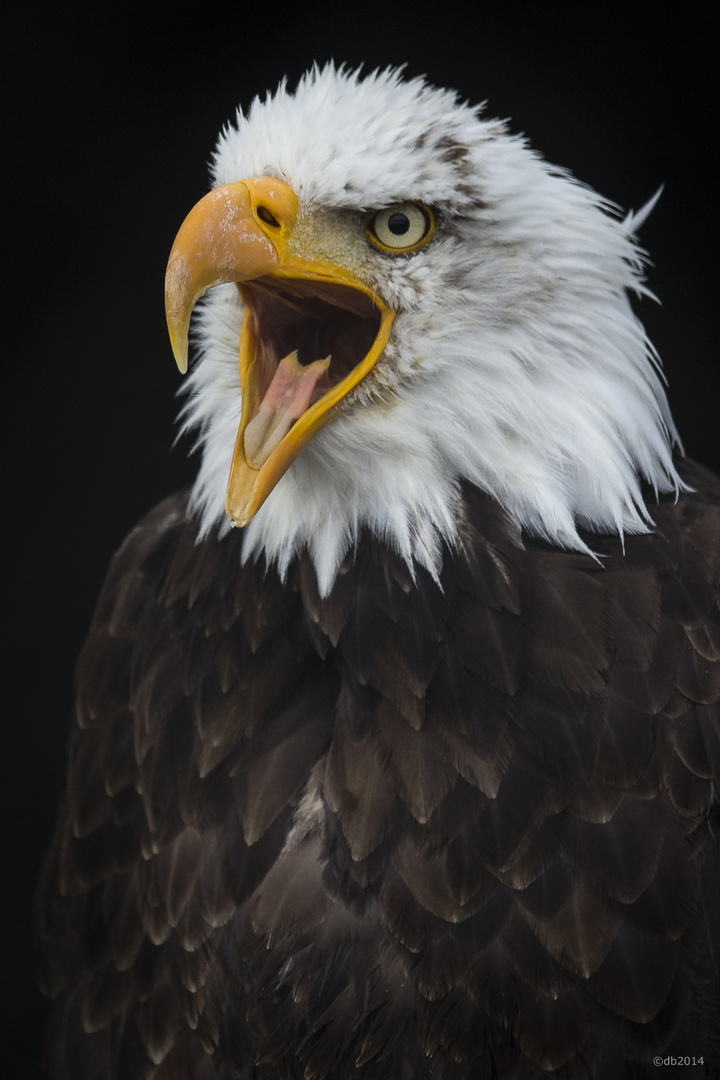 Weißkopfseeadler