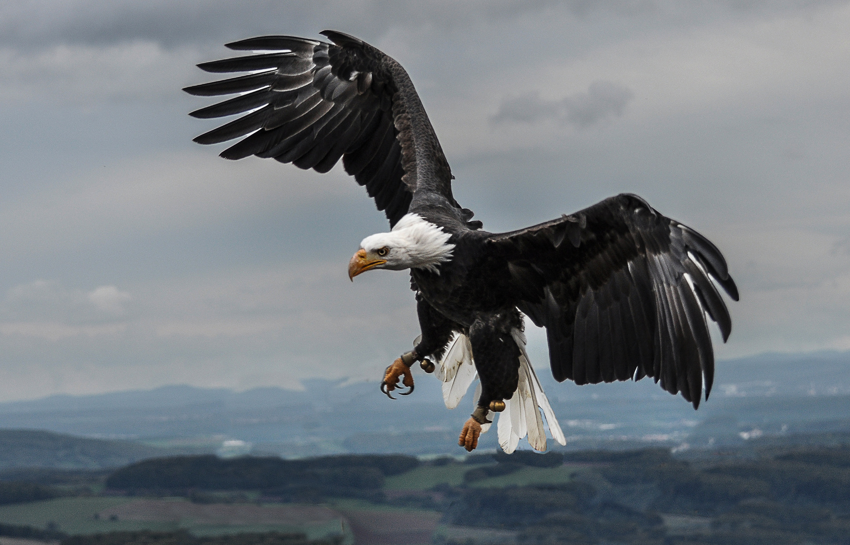 Weißkopfseeadler