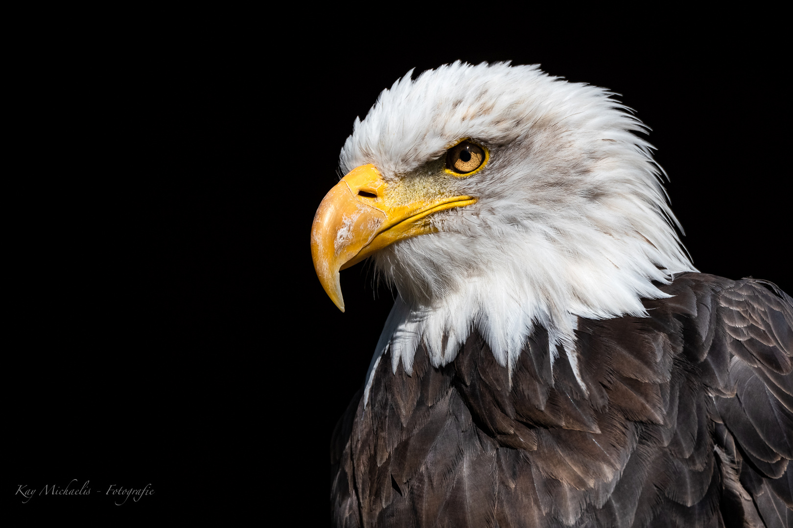 Weißkopfseeadler