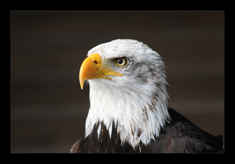 Weißkopfseeadler