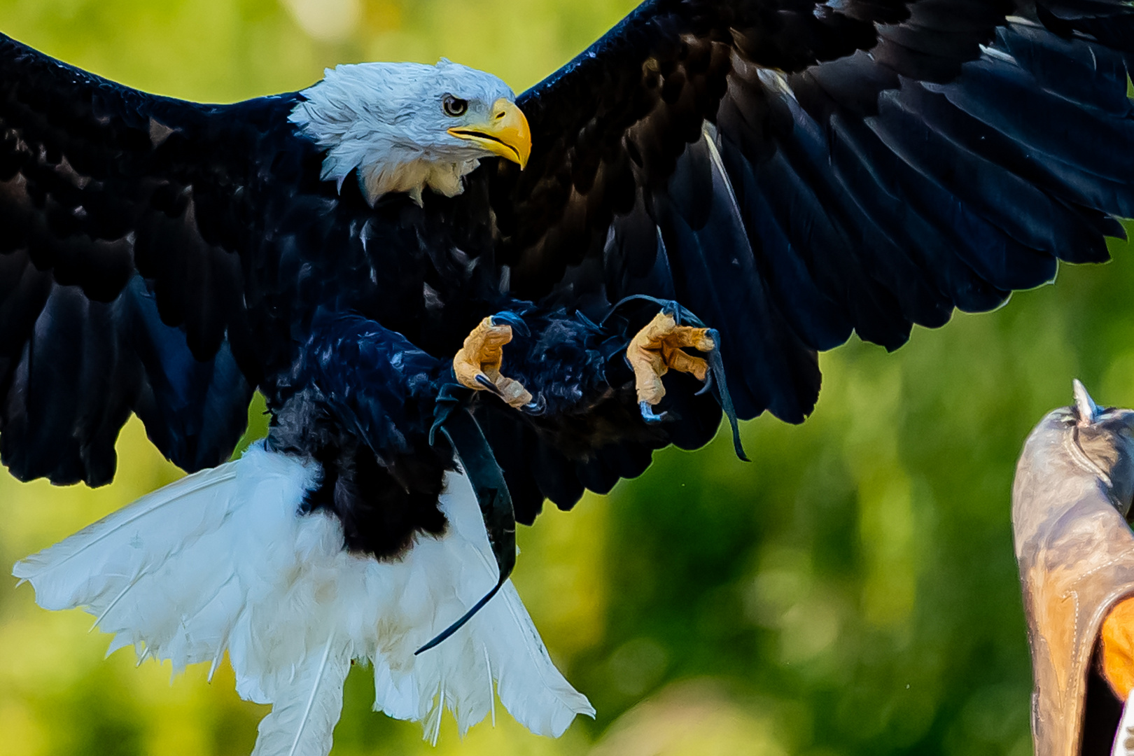 Weißkopfseeadler