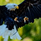 Weißkopfseeadler