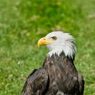 Weißkopfseeadler