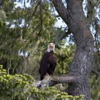 Weißkopfseeadler