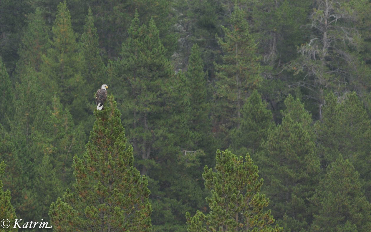 Weißkopfseeadler