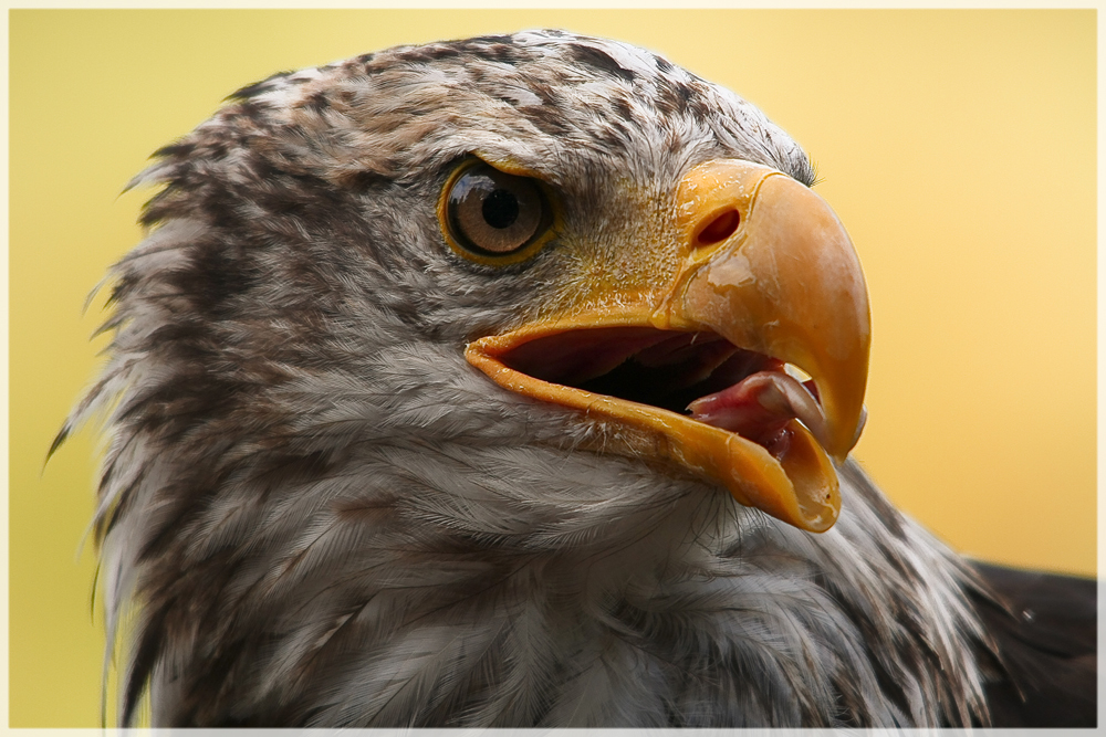 Weißkopfseeadler