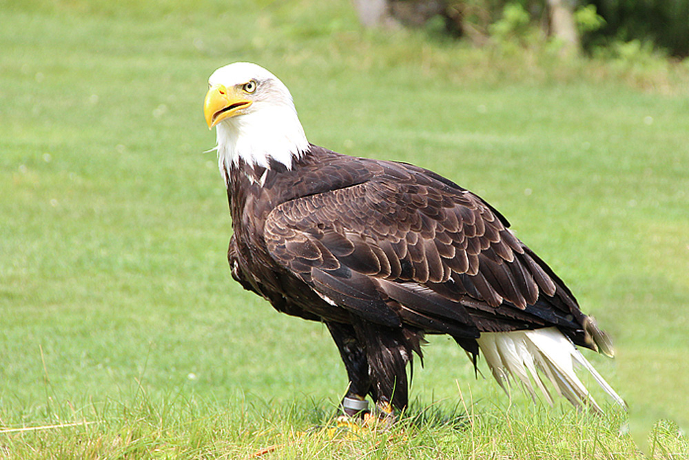 Weißkopfseeadler