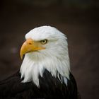 Weißkopfseeadler