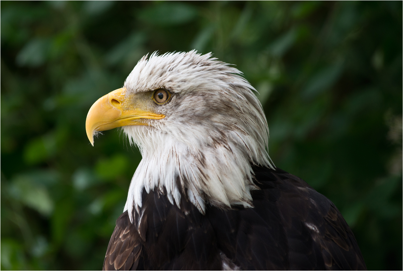 Weißkopfseeadler