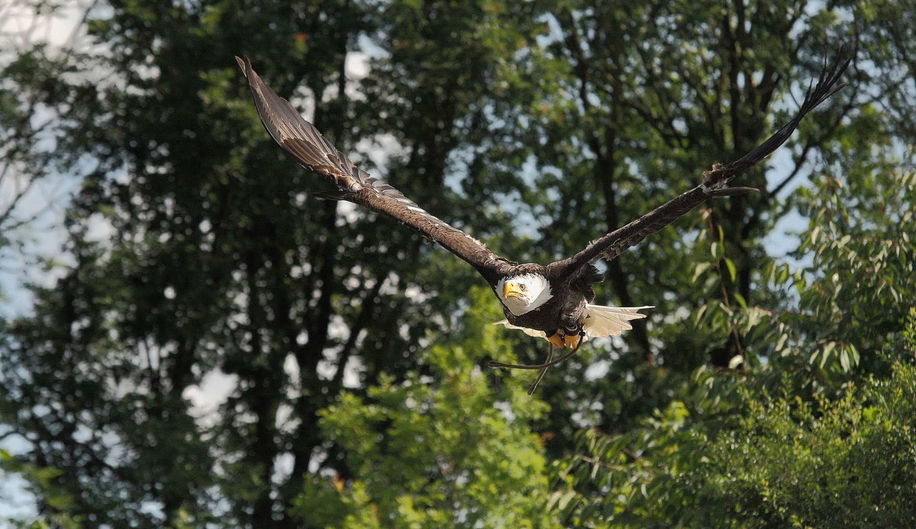 Weißkopfseeadler