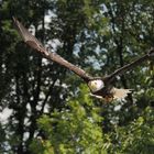 Weißkopfseeadler