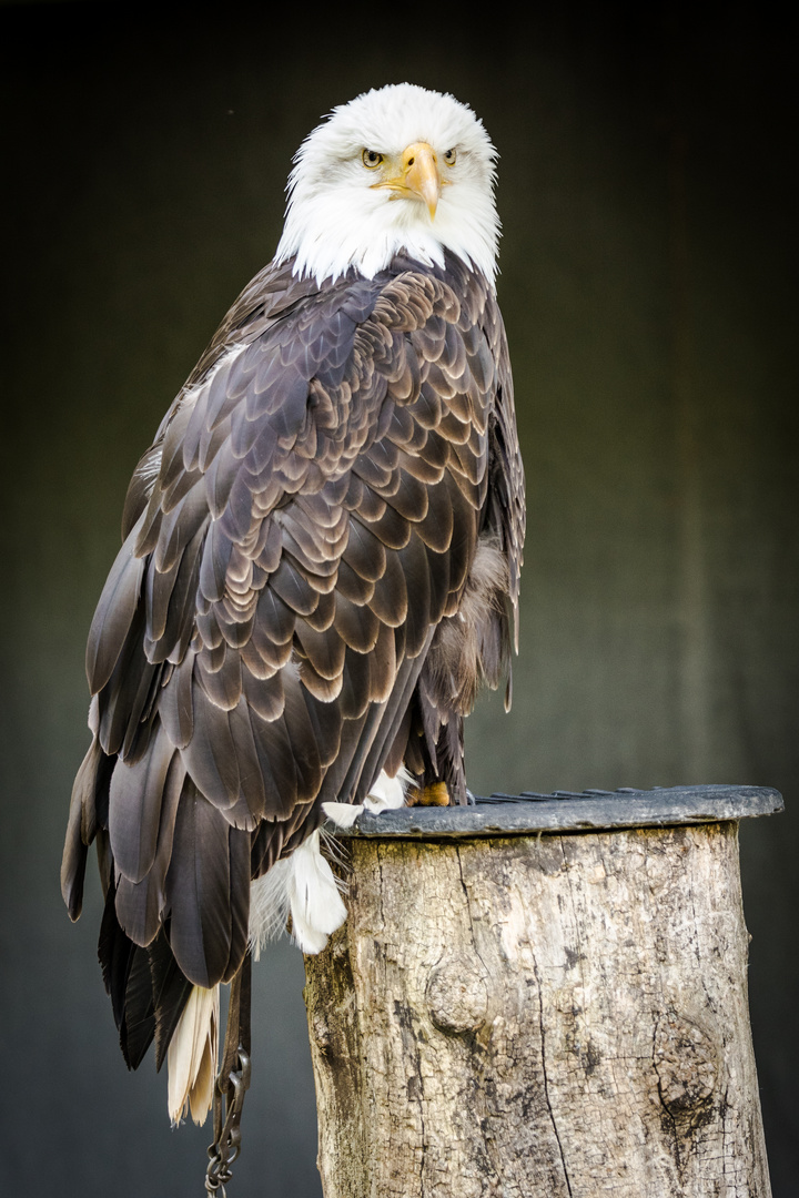 Weisskopfseeadler