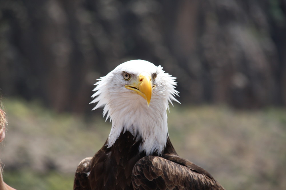 Weißkopfseeadler