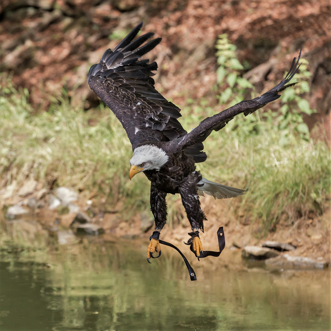 Weißkopfseeadler